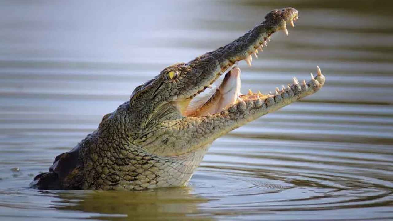 బాబోయ్.. నీళ్లలోకి దిగిన బాలుడిని తినేసిన మొసలి.. ఒళ్లు గగుర్పొడిచే వీడియో..