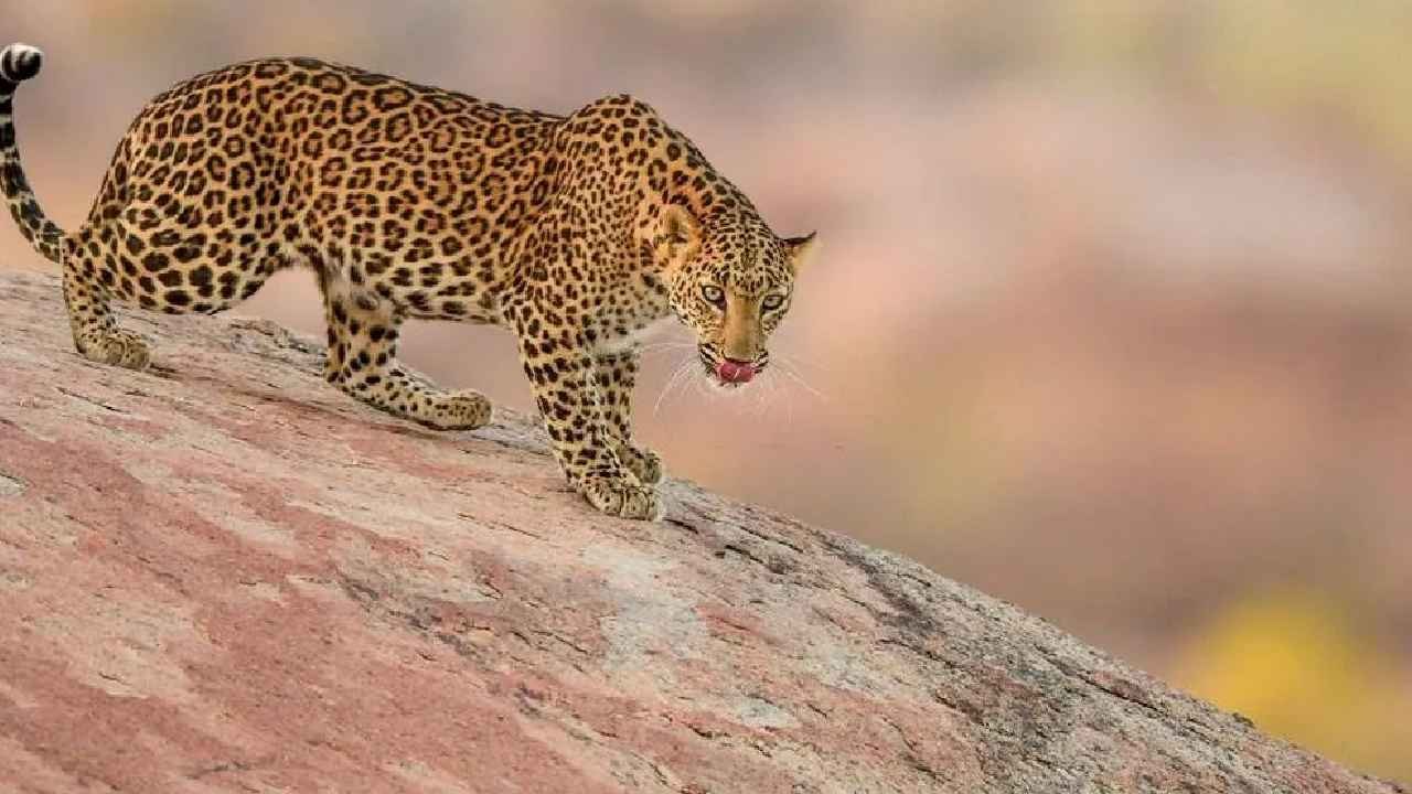 Leopard Attack: బాబోయ్.. లిక్కర్ షాప్‌లో పులి కలకలం.. సిబ్బందిపై దాడి.. వీడియో వైరల్