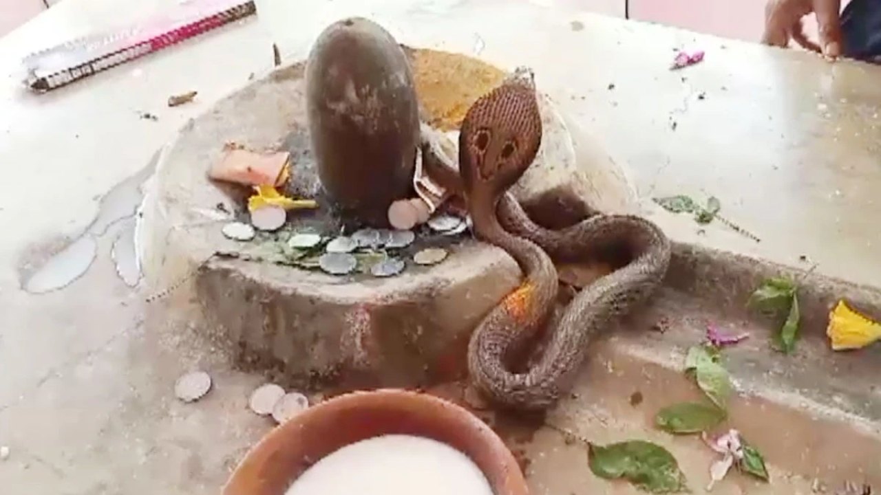Viral Video: శివాలయంలో అరుదైన దృశ్యం.. గుడిలో ప్రత్యక్షమైన నాగుపాము ఏం చేసిందో తెలిస్తే ఆశ్చర్యపోతారు!..